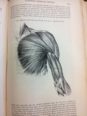 Gray's Anatomy 2: muscles of chest and front of arms